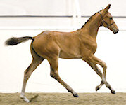 Floriata : Floriscount x Royal Angelo x Weltmeyer 2011 Bay filly